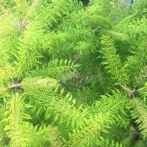 Meet your Posher, Paula